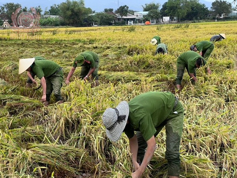 CA Tuy Phước: Giúp bà con nông dân thu hoạch lúa bị ngã do thời tiết mưa, gió bất thường