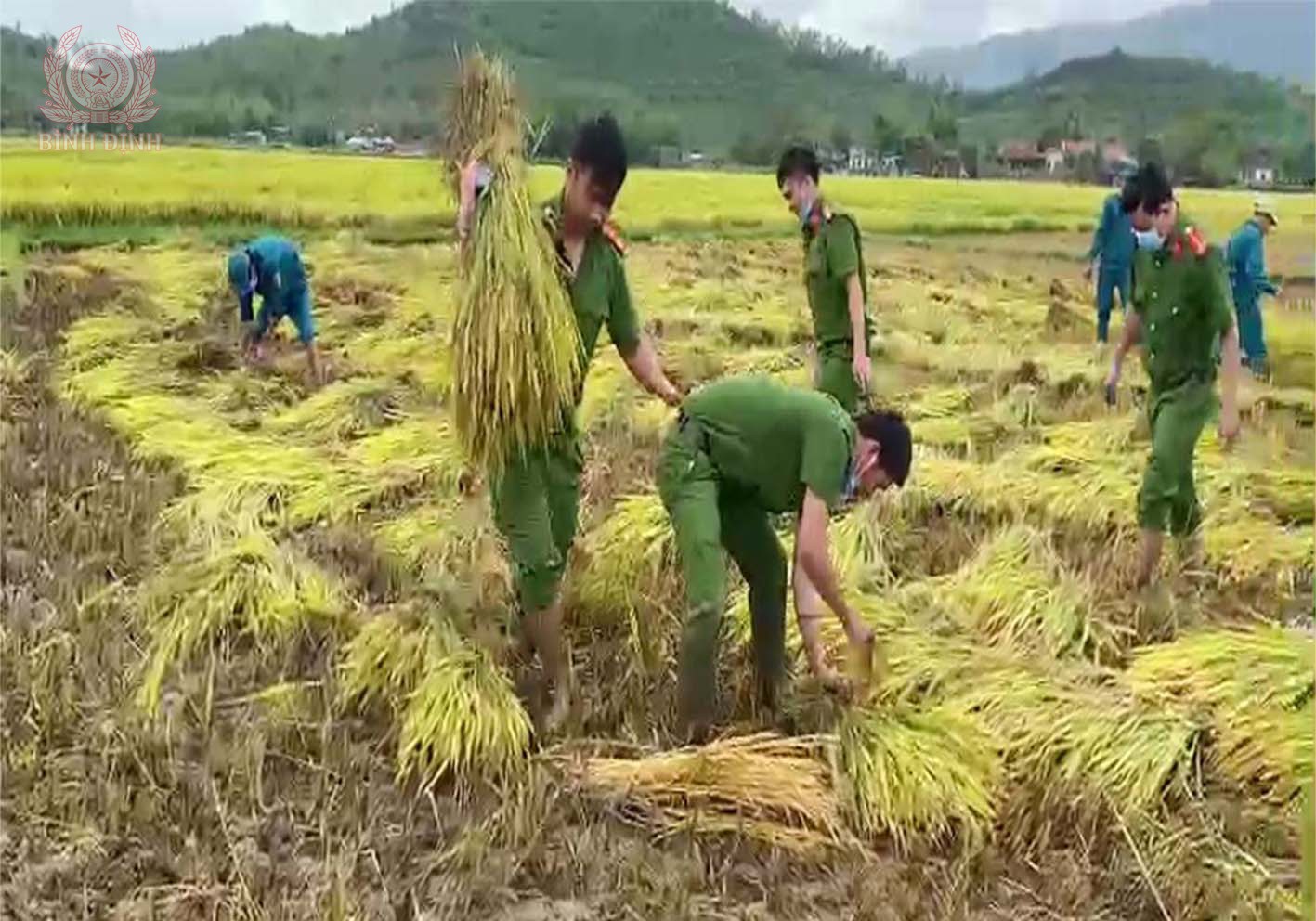 CBCS CA huyện Phù Mỹ gặt lúa giúp người dân xã Mỹ Tài.